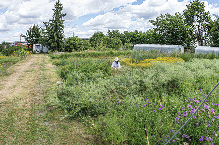 tl_files/garten/gaerten 2026/og_dd_2026_D24B_big.jpg